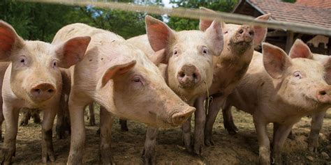 pwede bang purgahin ang buntis na baboy|4 Senyales na Kailangan nang Purgahin ang Alagang Baboy.
